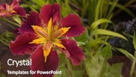  Presentation with iris flower yellow - Audience pleasing presentation consisting of blood flower - burgundy and yellow irish backdrop and a  colored foreground