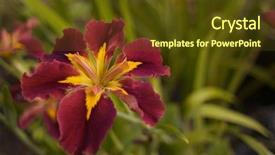  Presentation with yellow green - Presentation theme featuring blood flower - burgundy and yellow irish background and a  colored foreground