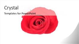 Presentation with red rose bush - Cool new presentation with blood flower - one red rose backdrop and a white colored foreground
