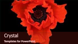  Presentation with poppy - Slides enhanced with blood flower - red poppy isolated background and a  colored foreground