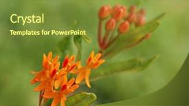  Presentation with get out - Audience pleasing PPT theme consisting of blood flower - tiny milkweed blossoms backdrop and a tawny brown colored foreground