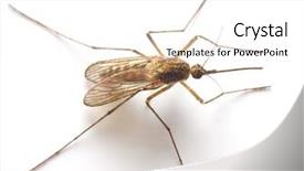  Presentation with mosquito - Audience pleasing slides consisting of blood gore - anopheles mosquito - dangerous vehicle backdrop and a white colored foreground