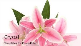  Presentation with lily flower - Presentation enhanced with bloom flower - beautiful pink lily isolated background and a lemonade colored foreground