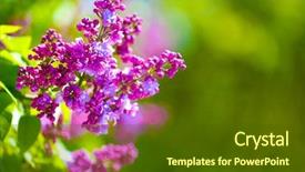  Presentation with branch - Beautiful PPT theme featuring bloom flower - blooming lilac branch on unfocused backdrop and a  colored foreground