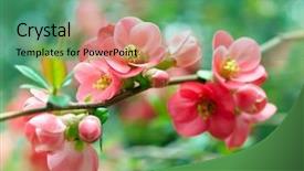  Presentation with bloom - Presentation theme having bloom flower - spring blossoms background and a ocean colored foreground