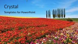  Presentation with horizon - Presentation theme with bloom flower - spring day huge balloon flying background and a light blue colored foreground