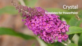  Presentation with bloom - PPT theme with bloom of a butterfly bush background and a coral colored foreground