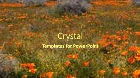  Presentation with bloom - Presentation theme enhanced with bloom-of-golden-poppy-flowers background and a tawny brown colored foreground