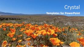 Presentation with bloom - PPT theme with bloom-of-golden-poppy-flowers background and a teal colored foreground