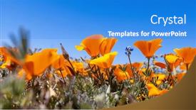  Presentation with bloom - Theme featuring bloom-of-golden-poppy-flowers background and a teal colored foreground