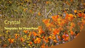  Presentation with bloom - Presentation design featuring bloom-of-golden-poppy-flowers background and a  colored foreground