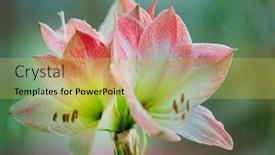  Presentation with bloom - Slide deck consisting of bloom-red-and-white-amaryllis background and a yellow colored foreground