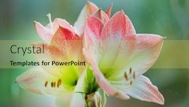  Presentation with bloom - PPT layouts having bloom-red-and-white-amaryllis background and a yellow colored foreground