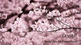  Presentation with cherry blossom - PPT layouts consisting of bloom somei yoshino cherry prunus background and a coral colored foreground