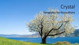  Presentation with single tree - Audience pleasing presentation theme consisting of bloom with mountain and lake backdrop and a light blue colored foreground