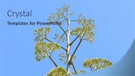  Presentation with blue orange - PPT layouts featuring blooming-acacia-blooms-with-yellow background and a light blue colored foreground