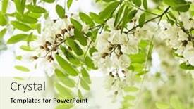  Presentation with springtime - 