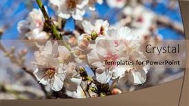  Presentation with jewish - Presentation theme enhanced with blooming-almond-branch-early-spring background and a coral colored foreground