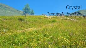  Presentation with alpine - PPT theme enhanced with blooming-alpine-meadow background and a light blue colored foreground