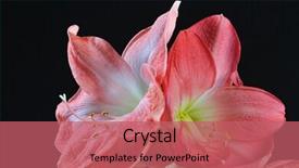  Presentation with black chalkboard vintage blackboard isolated - Beautiful presentation theme featuring blooming amaryllis isolated on black backdrop and a  colored foreground