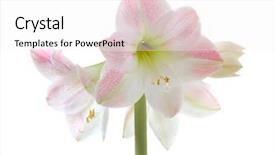  Presentation with blooming flower animated - Presentation theme with blooming amaryllis background and a white colored foreground