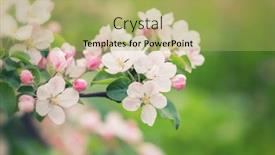  Presentation with spring tree - PPT theme consisting of blooming-apple-tree-at-spring background and a yellow colored foreground