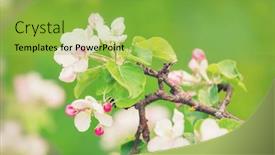  Presentation with spring tree - Presentation theme consisting of blooming-apple-tree-at-spring background and a yellow colored foreground