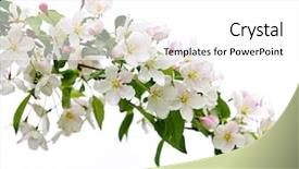  Presentation with apple flower - Colorful slides enhanced with blooming apple tree branch isolated backdrop and a white colored foreground