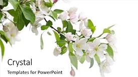  Presentation with branch - Audience pleasing theme consisting of blooming apple tree branch isolated backdrop and a white colored foreground