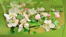  Presentation with first - PPT layouts consisting of blooming-apple-tree-focus background and a gold colored foreground