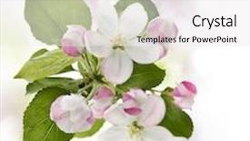  Presentation with spring tree - Amazing PPT theme having blooming apple tree in spring backdrop and a white colored foreground