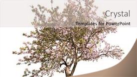  Presentation with apple tree golden - Amazing presentation theme having blooming-apple-tree-isolated backdrop and a lemonade colored foreground