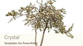  Presentation with apple - Audience pleasing PPT theme consisting of blooming-apple-tree-isolated backdrop and a cream colored foreground
