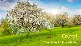  Presentation with apple trees are blooming pink - PPT theme consisting of blooming apple trees at spring background and a gold colored foreground