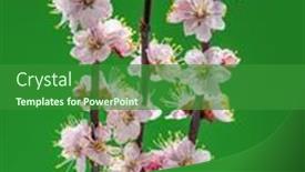  Presentation with green life - Audience pleasing PPT theme consisting of blooming-apricot-branch-on-green backdrop and a forest green colored foreground