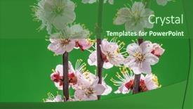  Presentation with green life - Cool new PPT theme with blooming-apricot-branch-on-green backdrop and a forest green colored foreground