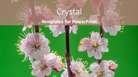  Presentation with green life - Colorful presentation theme enhanced with blooming-apricot-branch-on-green backdrop and a coral colored foreground