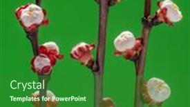  Presentation with green life - Beautiful PPT theme featuring blooming-apricot-branch-on-green backdrop and a forest green colored foreground
