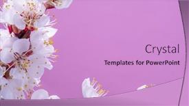  Presentation with apricot - Colorful slide set enhanced with blooming-apricot-branch-on-pink backdrop and a lilac colored foreground
