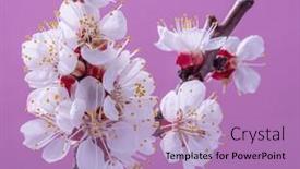  Presentation with apricot - PPT layouts enhanced with blooming-apricot-branch-on-pink and a coral colored foreground