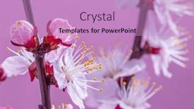  Presentation with apricot - Presentation theme featuring blooming-apricot-branch-on-pink and a lilac colored foreground