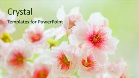  Presentation with pink flowers - Presentation design with blooming beautiful pink cherry blossom background and a soft green colored foreground