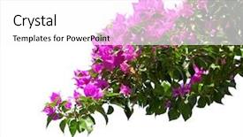  Presentation with magenta - Amazing presentation design having blooming bougainvillea isolated on white backdrop and a white colored foreground