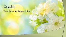  Presentation with olive tree branch ripe - Theme featuring blooming branch of plum tree background and a blonde colored foreground