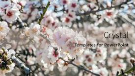  Presentation with beautiful spring flowers - PPT theme with blooming-branches-of-almonds-white background and a mint green colored foreground