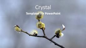  Presentation with spring - Slide deck with blooming-buds-of-salix-caprea background and a gray colored foreground