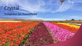  Presentation with pink flowers - Beautiful presentation theme featuring blooming buttercups- ranunculus flower backdrop and a light blue colored foreground