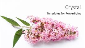  Presentation with butterfly - PPT layouts with blooming-butterfly-bush-buddleja-davidii background and a white colored foreground