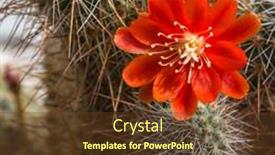  Presentation with cactus - PPT layouts enhanced with blooming-cactus-aylostera-red-flower background and a tawny brown colored foreground