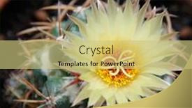  Presentation with cactus - Slide deck enhanced with blooming-cactus-coryphantha-yellow-flower background and a yellow colored foreground